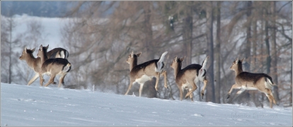 <p>DANĚK SKVRNITÝ (Dama dama) Šluknovsko - Harta /Fallow deer - Damhirsch/</p>